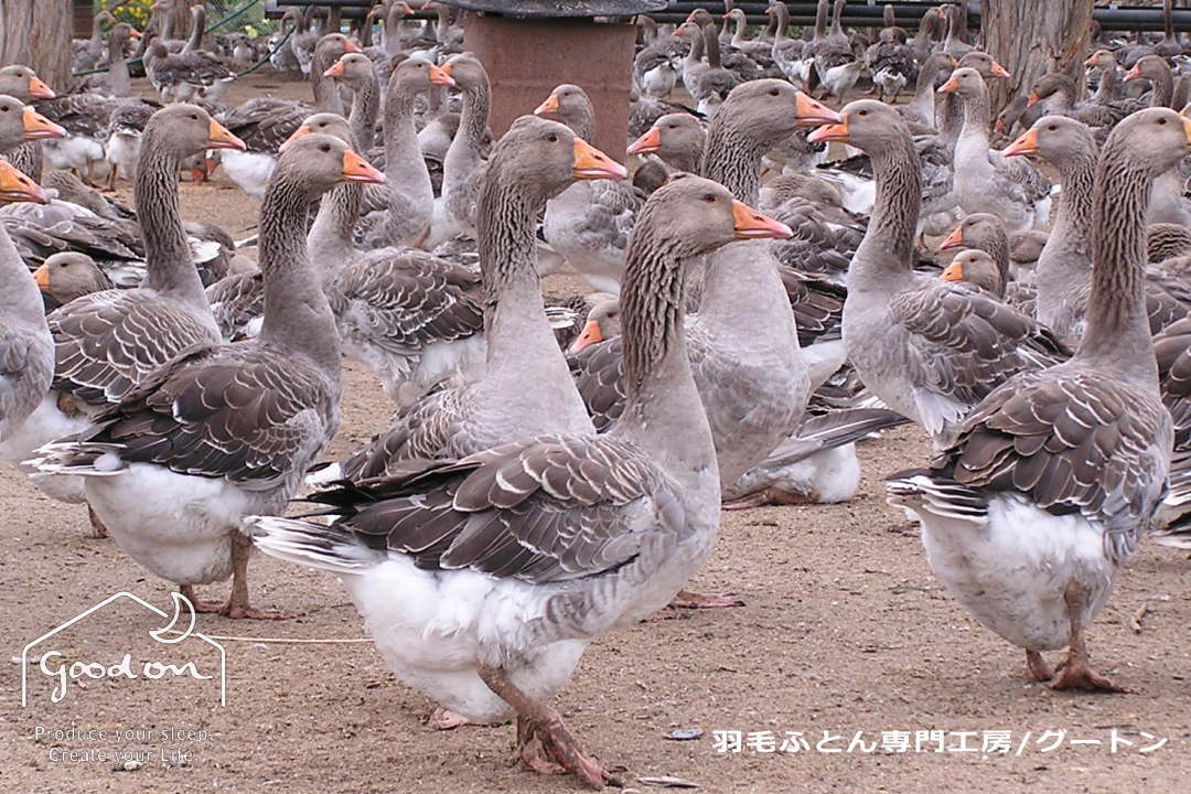 羽根布団　新品　水鳥羽毛 素敵な 羽毛布団 水鳥羽毛100％ 2枚組 詰物1.3kg 綿100% 表裏地